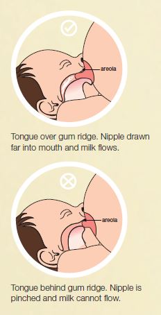 Feeding Your Baby By Health Promotion Board © HealthHub