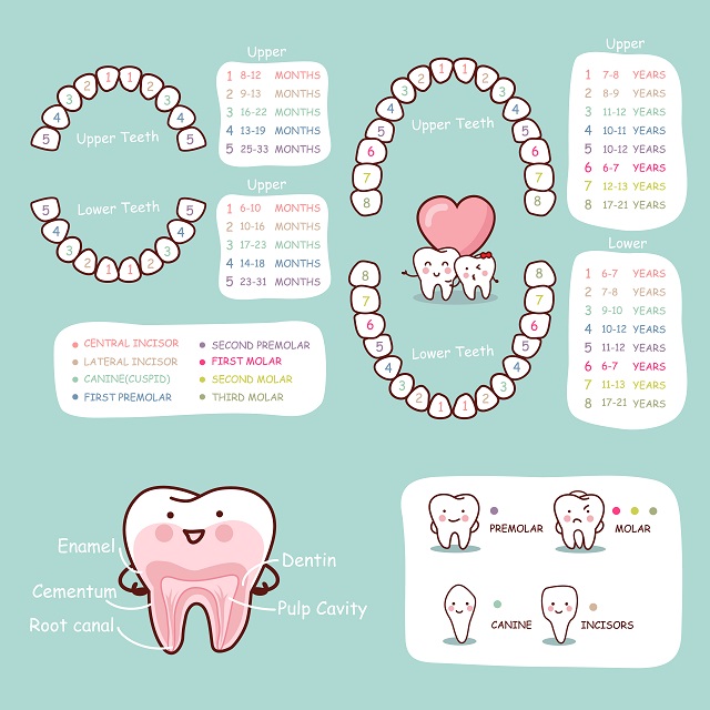  For many babies, the first tooth may appear around six months of age and is usually the lower central incisor. By the time a baby reaches 24 to 30 months of age, he or she should have all 20 teeth. Know about the number of teeth your baby should have and the order of teeth appearance in his or her growing years.