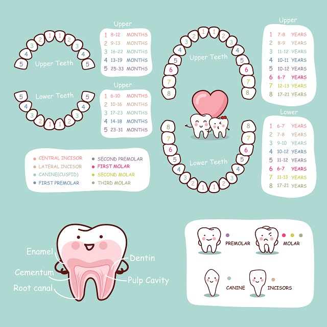 Baby Teeth Order Chart