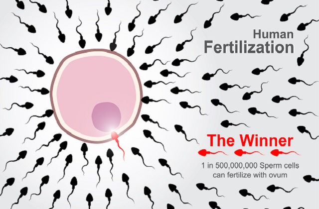  女性成功受孕需要精子和卵子的结合，精子必须进入阴道，游向子宫，与卵子结合，受精后的卵子会送到子宫腔内，种植在子宫内膜内，女性才算怀孕。男性在一定的年龄精子数量会较多，活力就好，比较适合生育