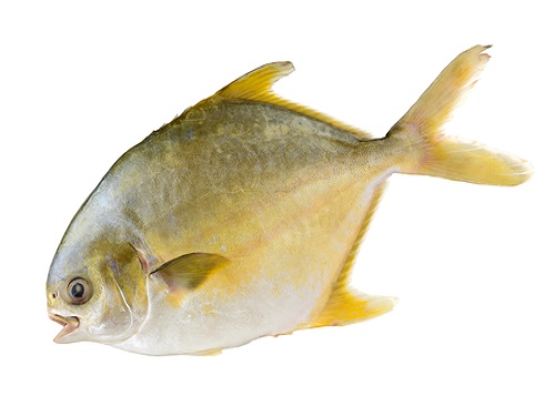 Is it safe to eat Golden pomfret during pregnancy,breastfeeding or whil trying to conceive? Is it healthy for infant,toddler,or children to eat Golden pomfret health benefits and nutrition value