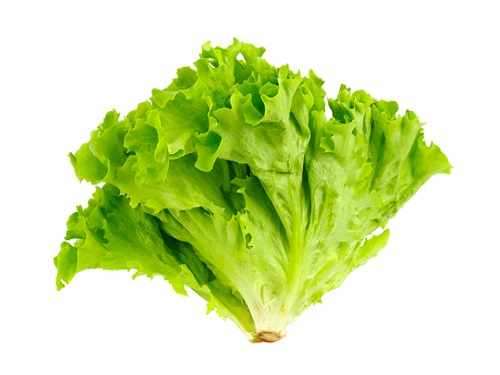 Is it safe to eat Lettuce during pregnancy,breastfeeding or whil trying to conceive? Is it healthy for infant,toddler,or children to eat Lettuce health benefits and nutrition value
