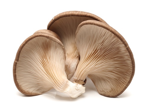 Can 1 to 3 years old baby eat Oyster mushroomHealth benefits, nutrition value as well as side effect of this food on one year old baby to three years old baby. . Amount to be taken to maximize the health benefits minimize the negative effect on the one year old baby to three years old baby. 