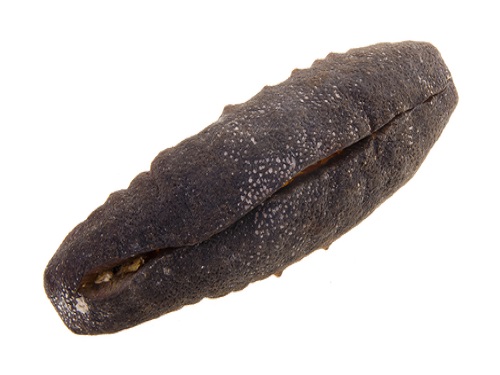Is it safe to eat Sea cucumber during pregnancy, breastfeeding or while trying to conceieve?Is it healthy for infant, toddler or childrent to eat?